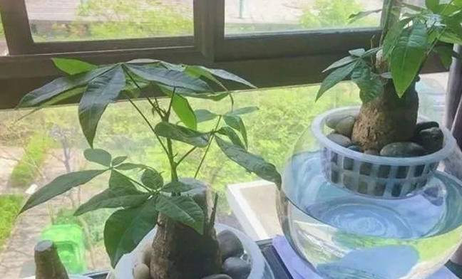 这18种花丢水里长的欢越浇越爆盆