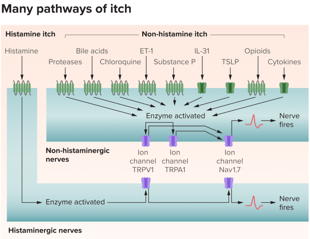 被蚊虫叮了好痒大脑通过瘙痒的信号究竟想提示给你什么
