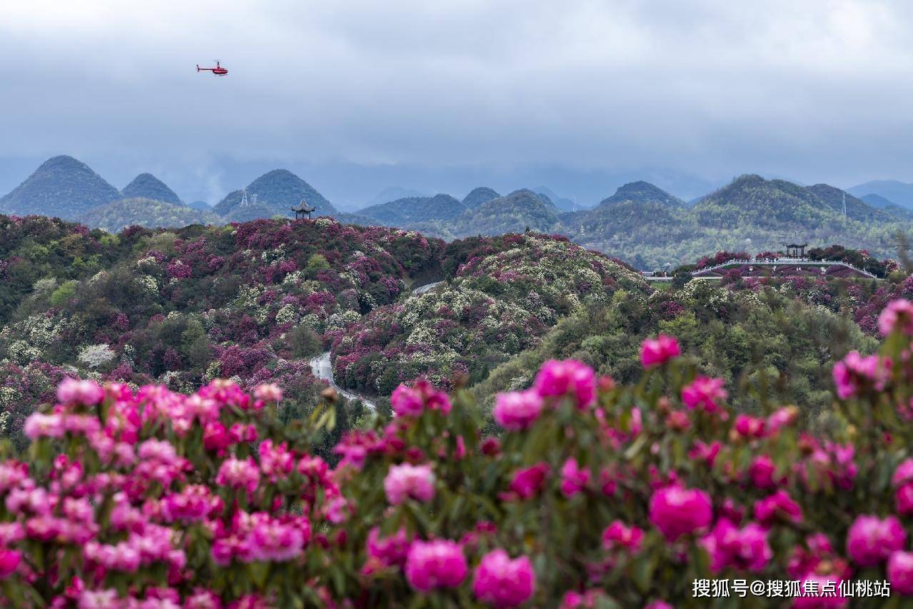 杜鹃花什么时候开的最好百里杜鹃5a级景区阳光云漫1660