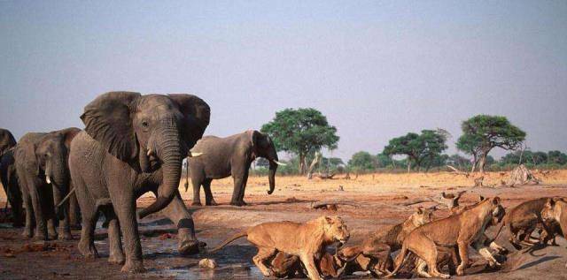 非洲一果实既可以吃,果汁还有丰胸作用,为何中国游客_