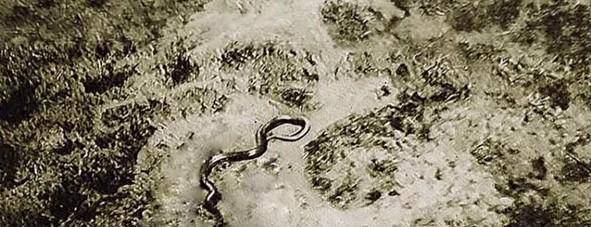 原创二战时英国飞行员拍到非洲16米长巨蛇至今争议不断难以解释