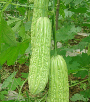 苦瓜_大蒜_的作用