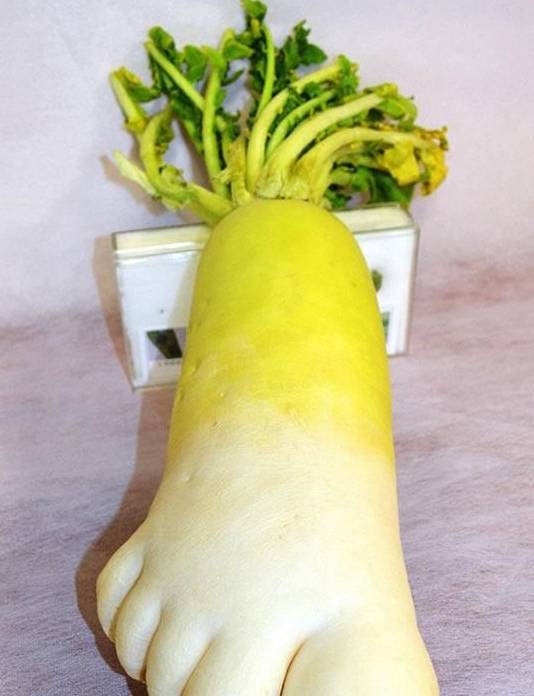 这些奇葩的蔬菜,萝卜真不正经,最后一个好吓人,谁去收了它!
