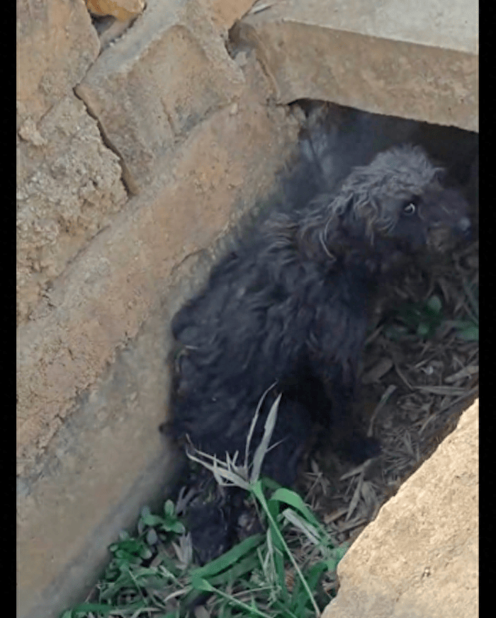 泰迪犬疑似被故意遗弃到山上,身上毛发脏乱后腿也断了,实在太惨_狗狗