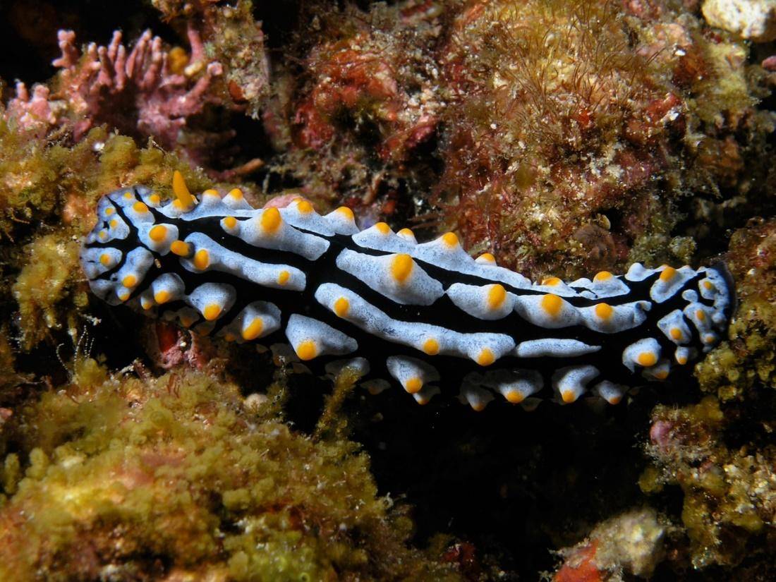 想要白天逛街它们就要自爆蛞蝓的生存智慧