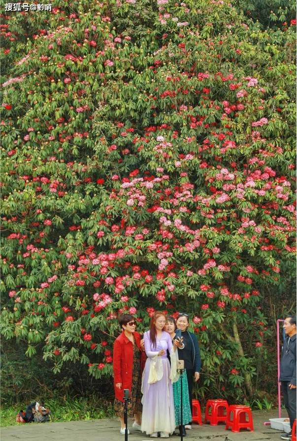 开了百里杜鹃漫山花海美到失语清明出游刚刚好