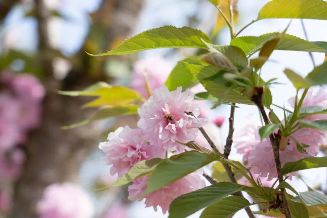 仁寿曲江樱花节是好久图片