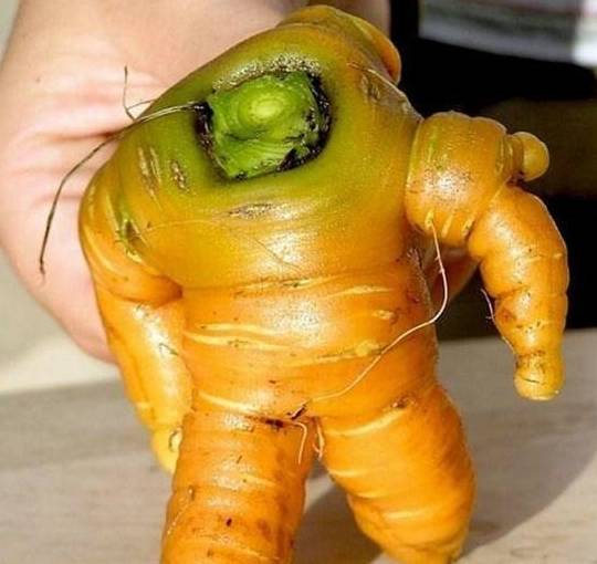 大家在生活中还见过哪些奇葩造型的蔬菜呢?欢迎留言讨论.