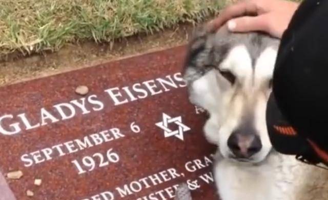 去世后趴在坟墓上抽泣,整整一星期不吃不喝_哈士奇_老人_子女