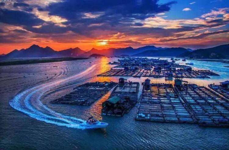 霞浦海带680多年线面生产金色猕猴鸟类中的大熊猫白颈长尾雉摄影团