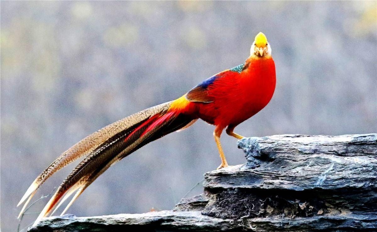 "国鸟"投票中,丹顶鹤人气最高,为何最终落选了?_中国_鸟类_知更鸟