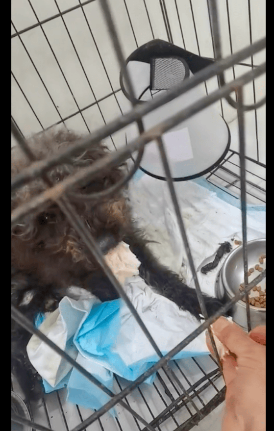 泰迪犬疑似被故意遗弃到山上,身上毛发脏乱后腿也断了,实在太惨_狗狗