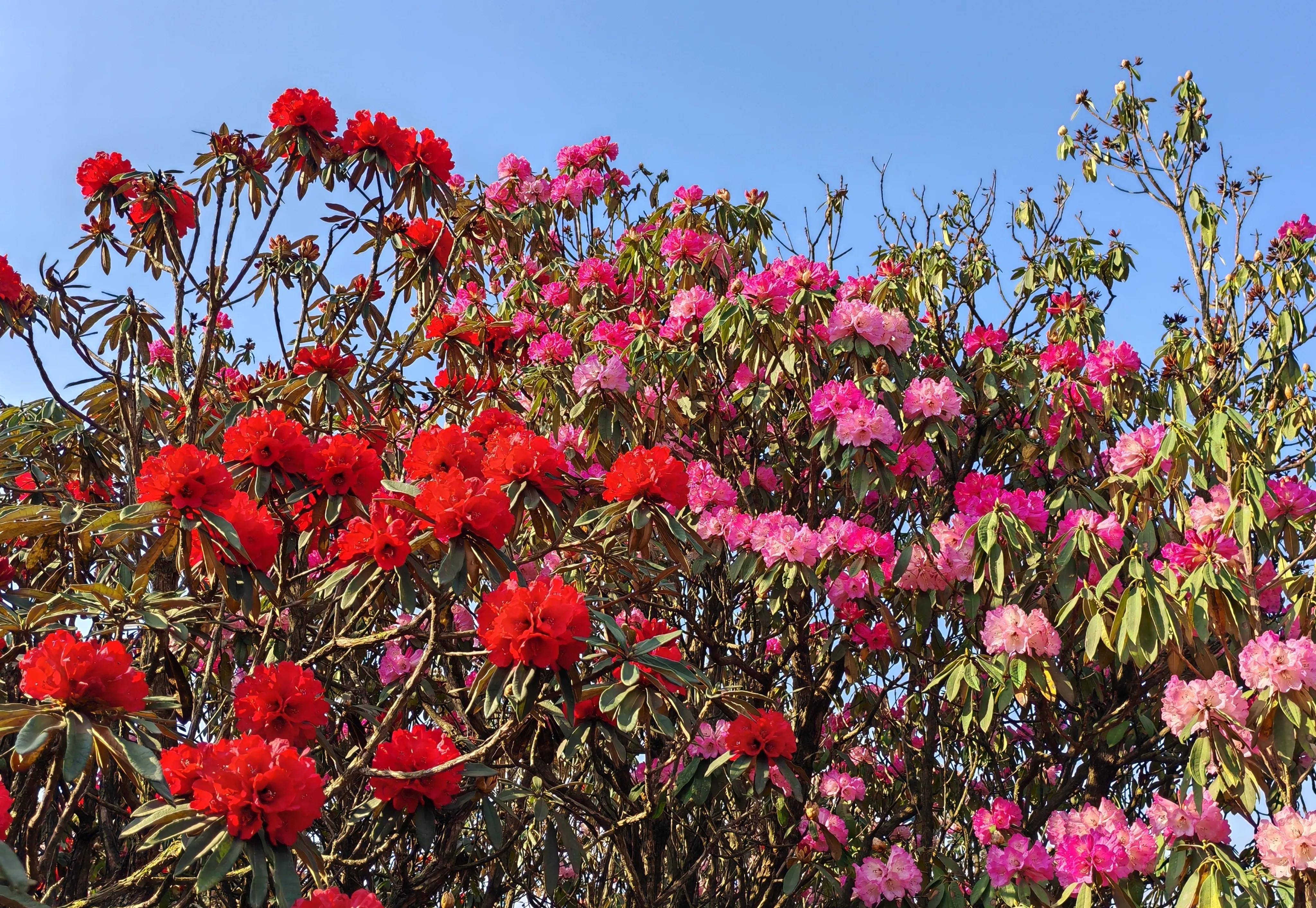 百里杜鹃花王图片图片