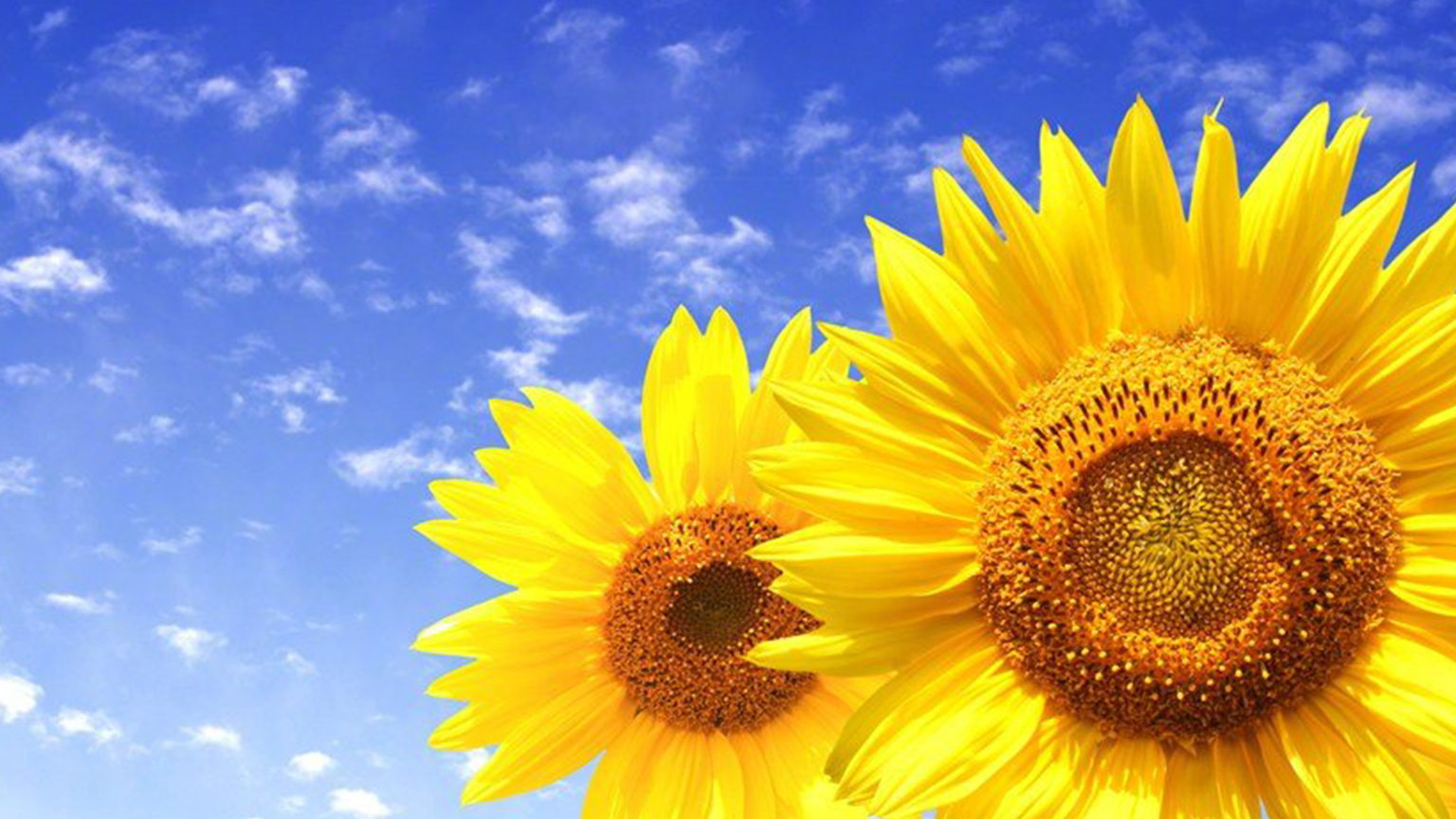 原创迎接4月猜疑消散诚心相待前任适可而止回头复合的星座