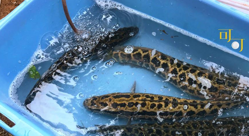 我只能作罢.河鲫鱼,这个比较常见.放养的鸭蛋,15元一斤.