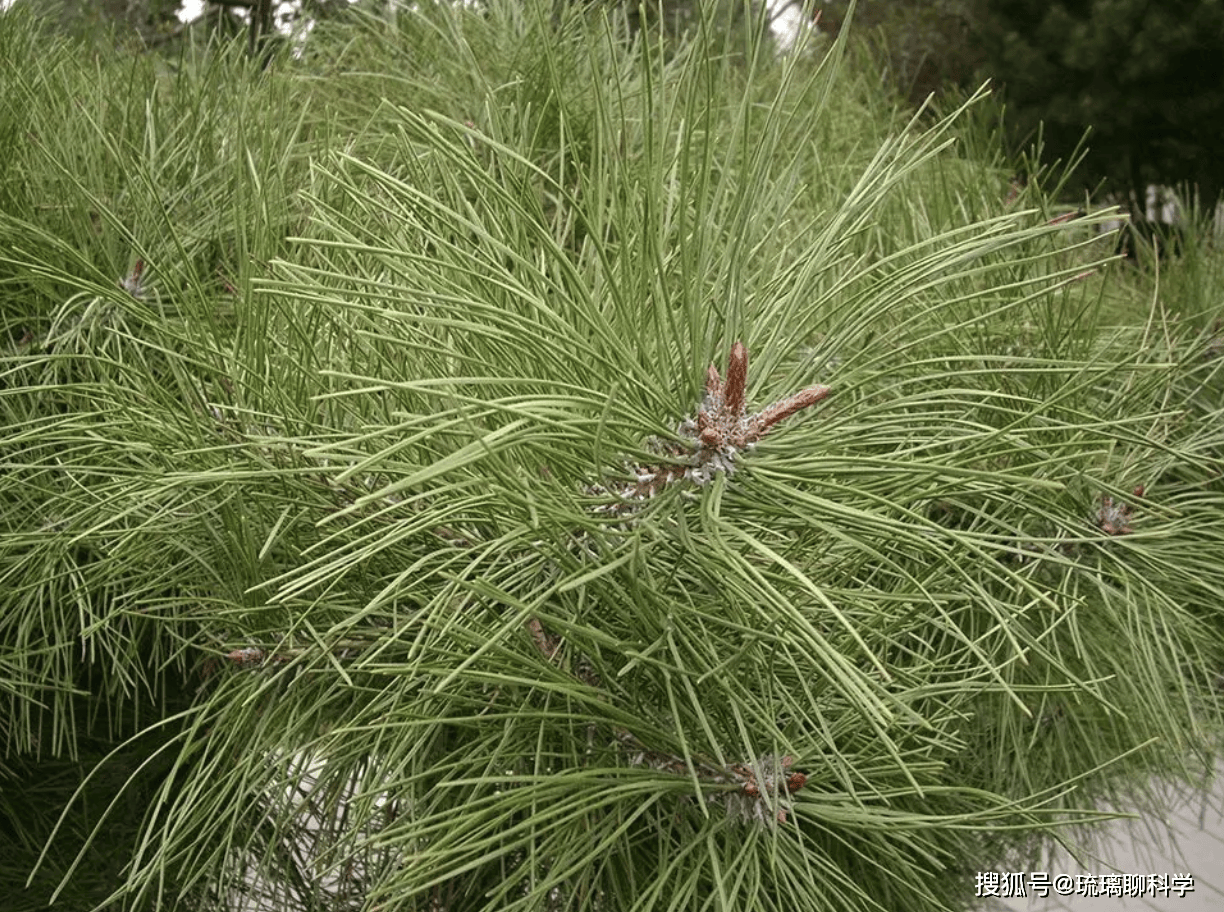 常被人忽视的一种树叶,价值不菲,晒成干后30元一斤_松针_生活_人们