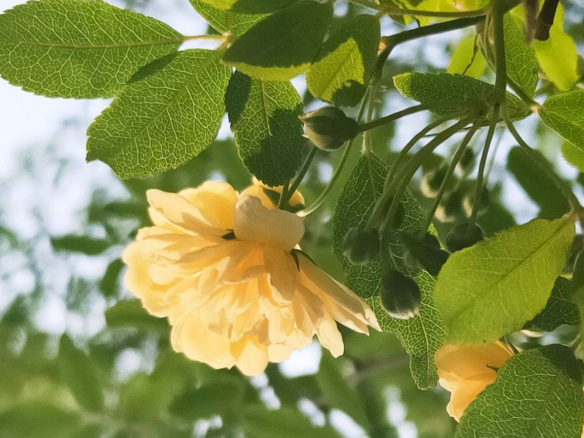 非虚构|偷花_二爹_花墙_木香