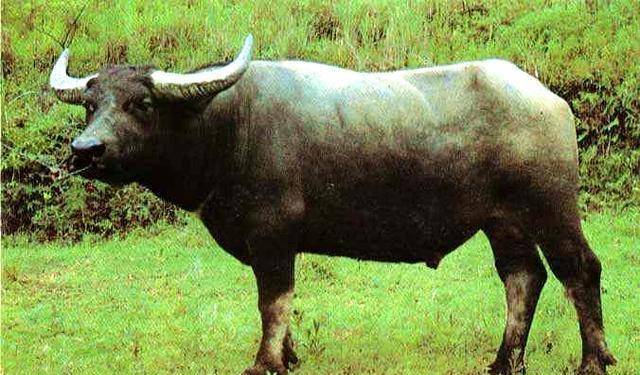 杀人案:儿媳妇谋害婆婆,最终自食恶果,人心应该向善_玉娇_牯牛_老太太