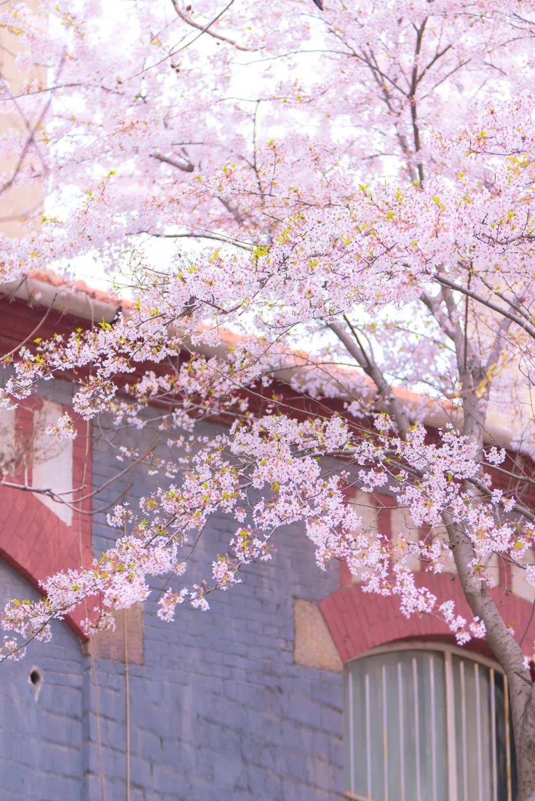 半城繁花,半城碧海红顶欧式建筑和粉白樱花cp组,唯独忘了中国十大樱花