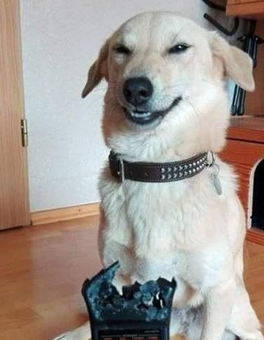 狗子一脸嘚瑟:是我咬的,你要咬回来吗?