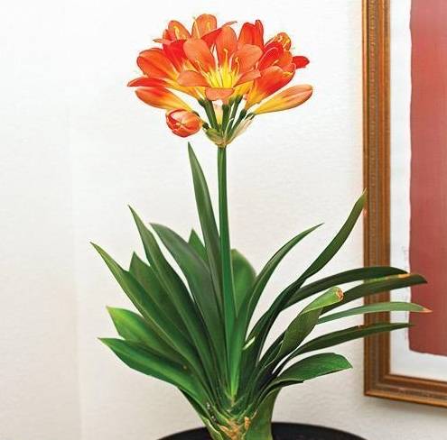 原创养君子兰做好这3步再也不烂根长得根旺叶绿年年开花