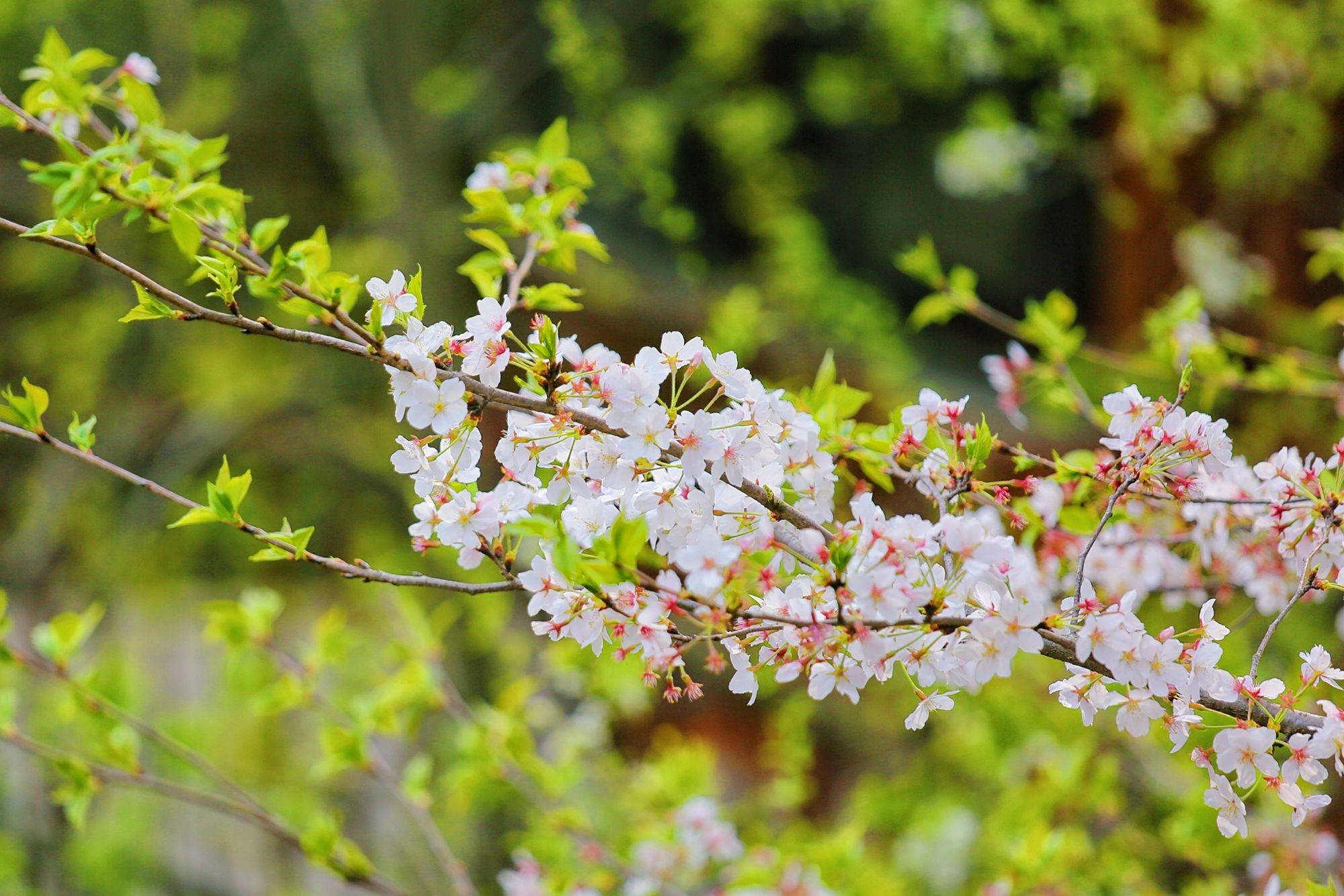 环境优美,樱花盛开,是一处远离喧嚣的世外桃源_景区_树木_董宇辉
