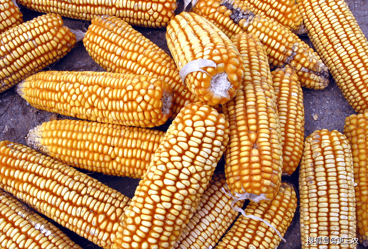 原创关键时刻大范围降水来袭又够玉米喝一壶了