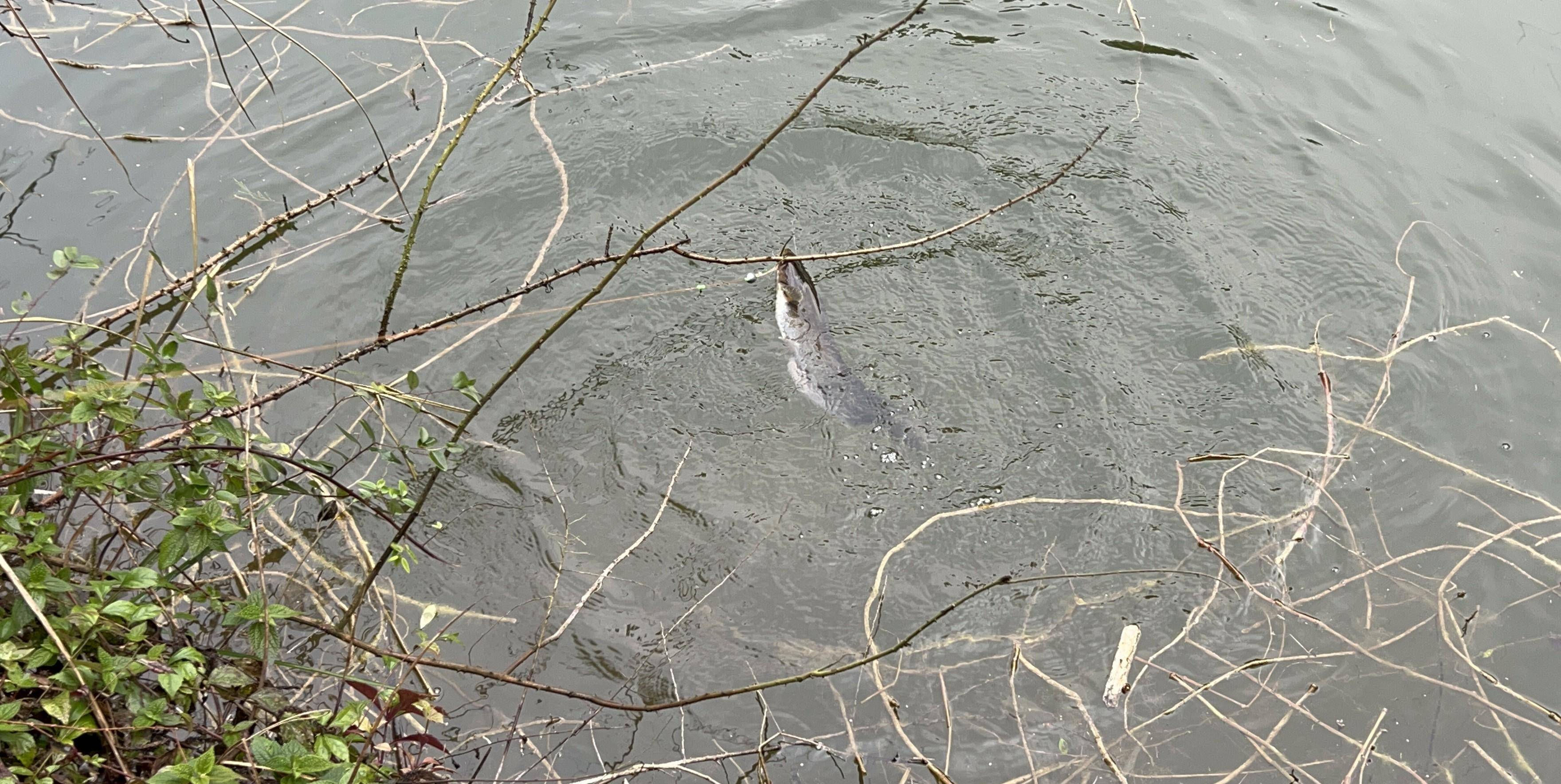 原创手线钓黑鱼鲶鱼像这样去用饵选位一条接一条尤其晚上更疯狂