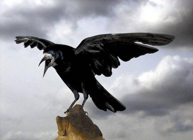 从印第安人的信仰到不详乌鸦,原来北美"颠倒黑白"不是没理由_渡鸦