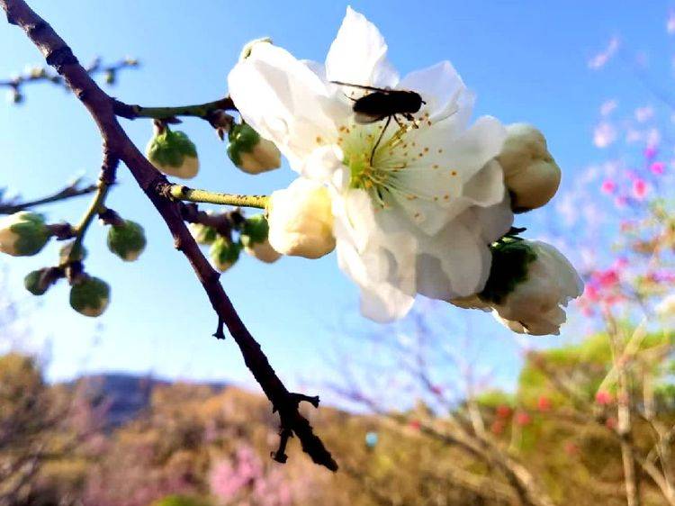 甲辰清明祭祖外七首
