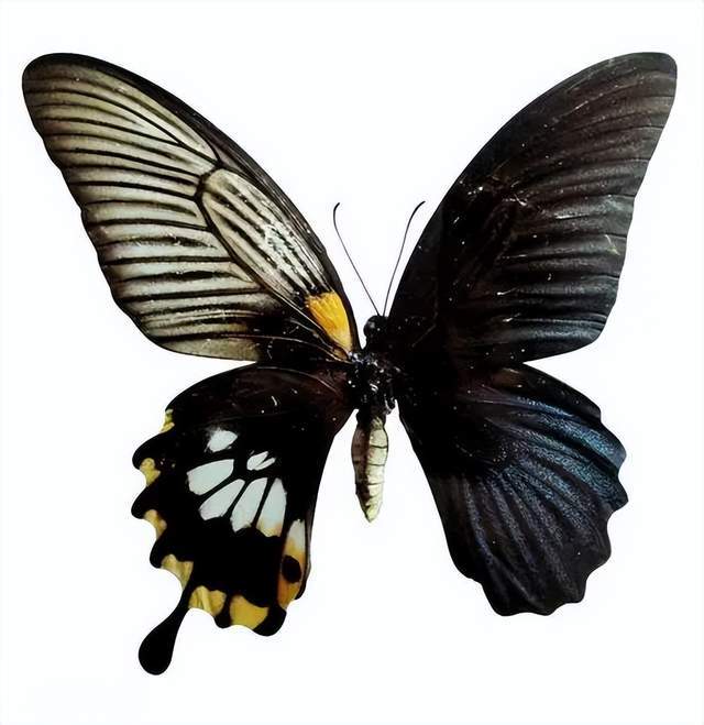 皇蛾阴阳蝶以其不完美的完美,提醒我们即便身处艰难环境,生命总有其