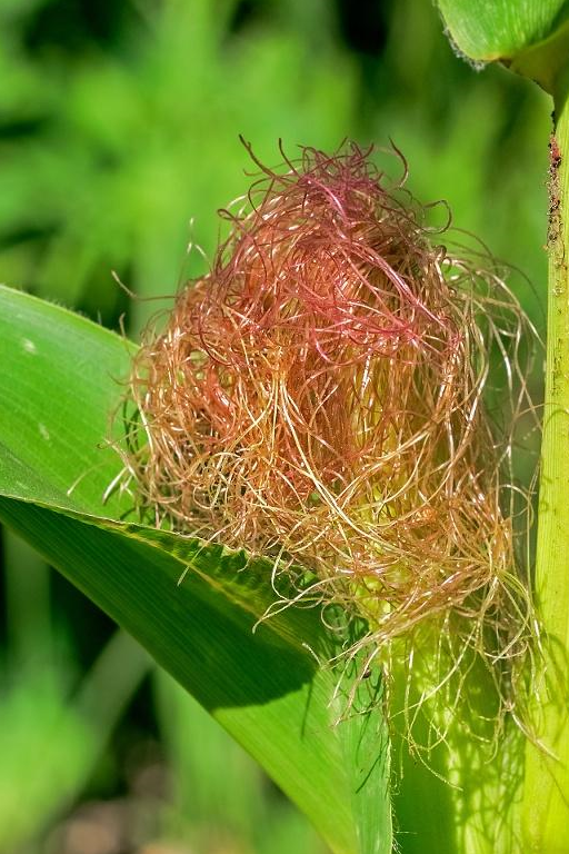 糖尿病的克星,天然的胰岛素,每天坚持吃,血糖稳定降_功效_冬瓜_湿气
