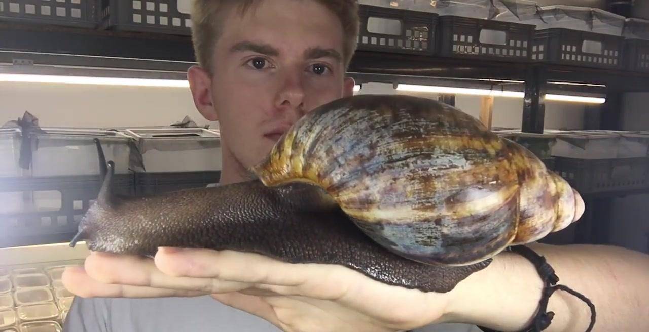 非洲大蜗牛泛滥成灾,非洲人的盘中餐,为何连广东人都不敢吃?