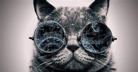 curiositykilledthecat好奇心害死猫猫还有哪些习惯表达