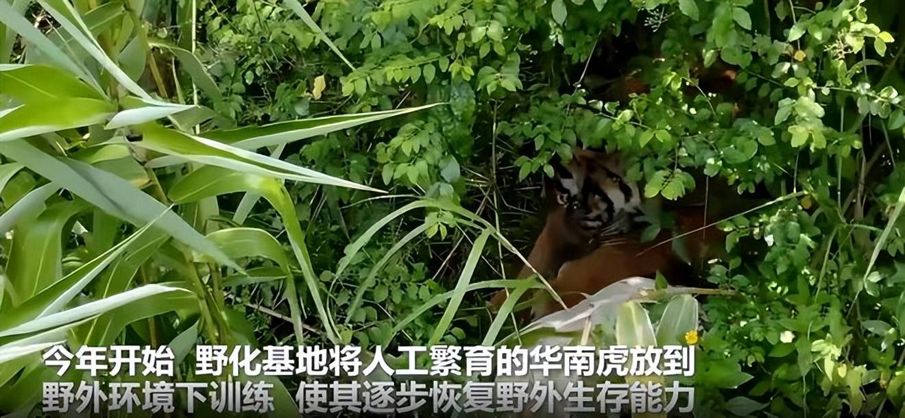 原创匿迹40年65年珍稀物种重现野生华南虎绝迹20多年野外也有