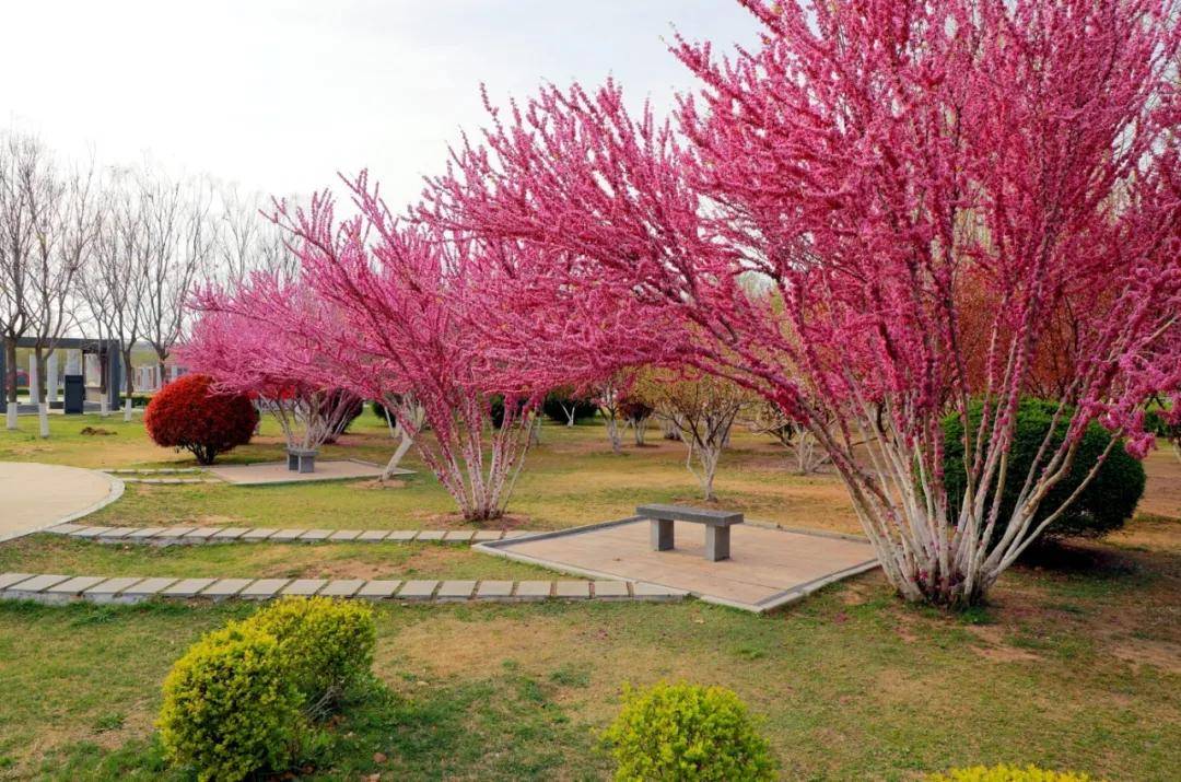 带你走进商丘市日月湖景区的紫荆树花海