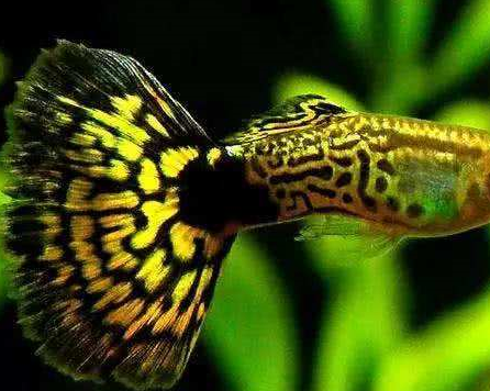 随着近代水族史的发展,人们对于孔雀鱼的认识也越来越深入,原来关于