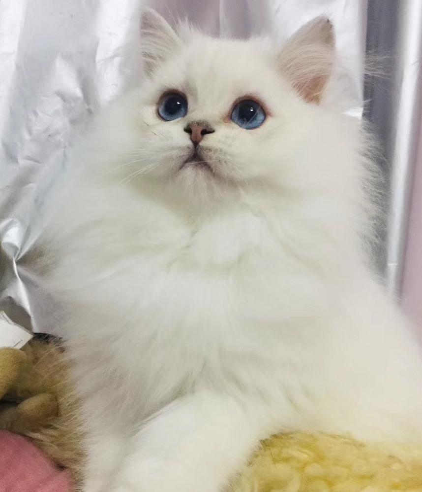 而且灰小的猫沙和灰大的猫砂,使用下来价格是差不多的.