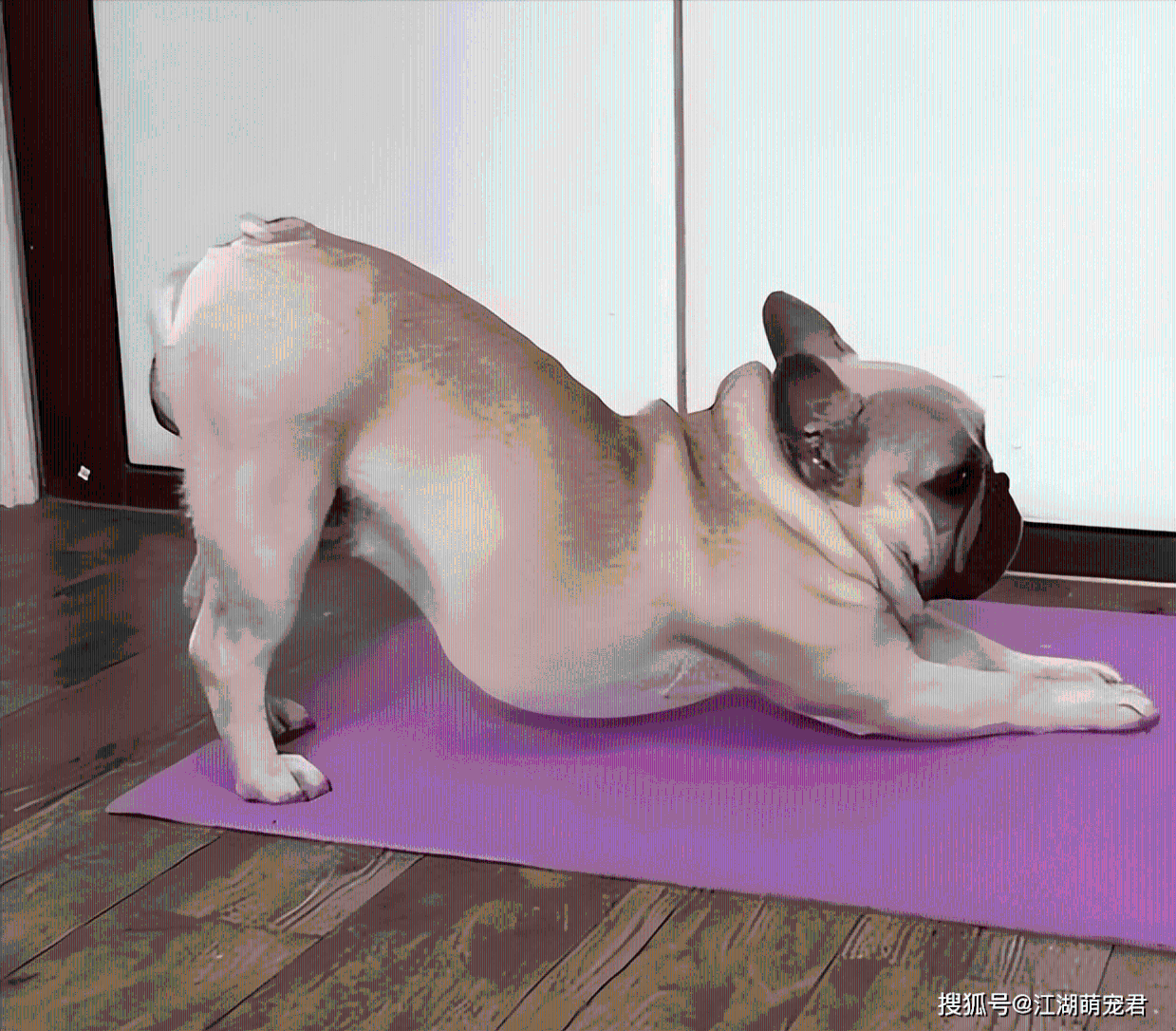 揭秘！狗“伸懒腰”的8个原因，你知道多少个？_搜狐网, image size:1239x1086