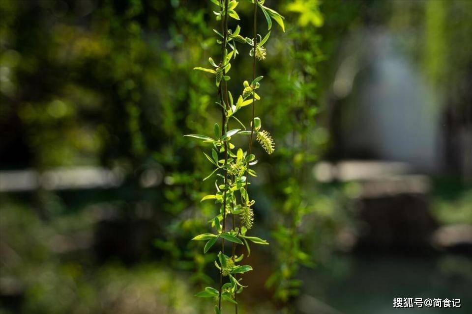 带领家人在河边,湖畔采摘嫩绿的柳枝,编成花环或插于发间,互相赠送