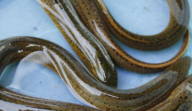 这些鳝鱼都是农民们自己在自己水塘辛辛苦苦养殖的,每天吃的也都是上