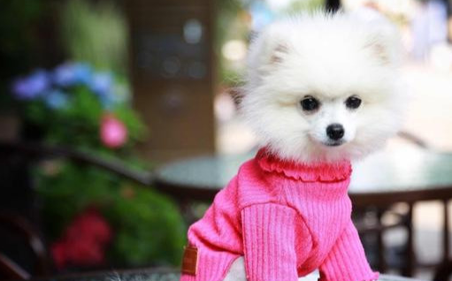 原创博美犬把你当父母会有这7种表现中3个以上都很幸福