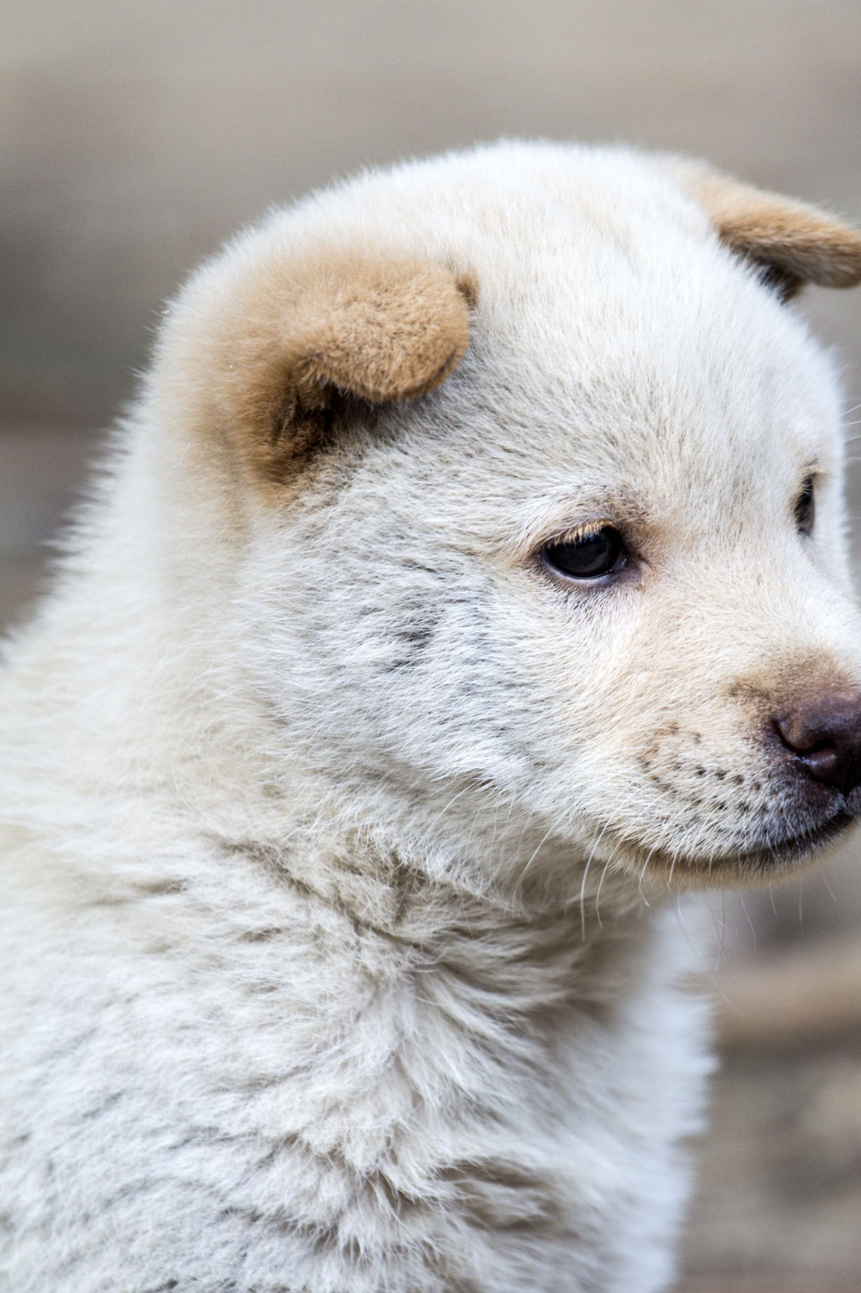 你们了解中华田园犬吗?它们的美你肯定让你们意想不到