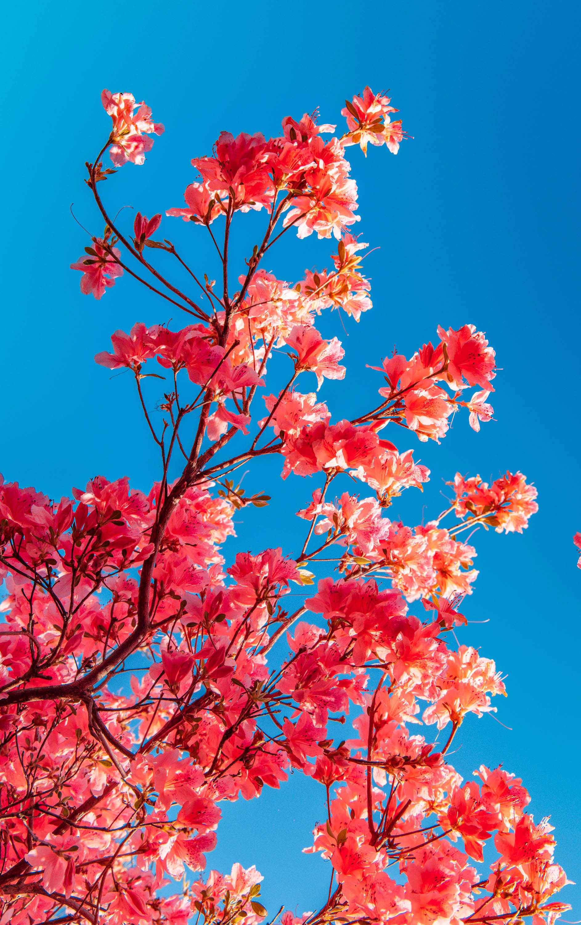杜鹃是中国三大自然野生名花之一,世界四大高山花卉之一,色彩艳丽
