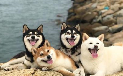 果然世界上所有的狗子都有一个共同的名字