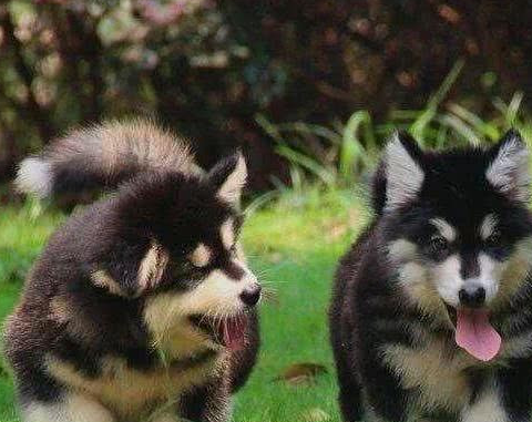 4,阿拉斯加犬市场价:1200-3000元;要是宠物级别的话超过3000元就考虑