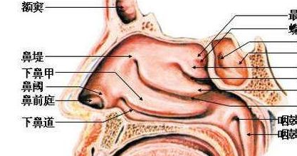 原创鼻前庭炎饮食需注意什么鼻前庭炎吃什么好鼻炎的患者的痛苦