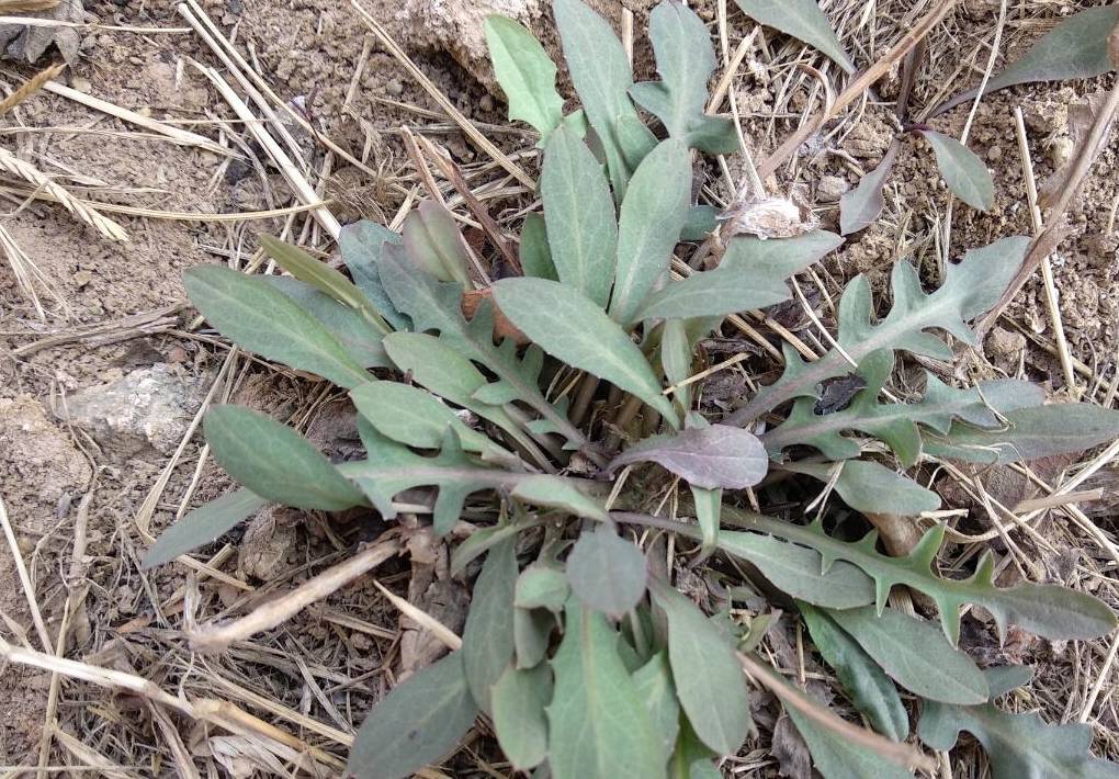 春天这种野菜遍地,有人当草有人当宝,特殊功效很多人不知道