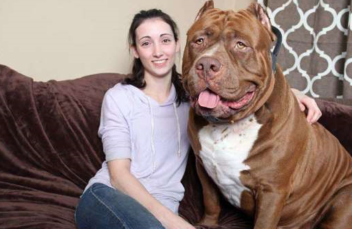 全球最凶狠的一种狗连老虎狮子都不怕你敢养吗