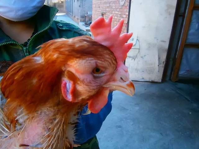 鸡肿头肿脸是什么原因鸡出现肿头肿脸的症状怎么办